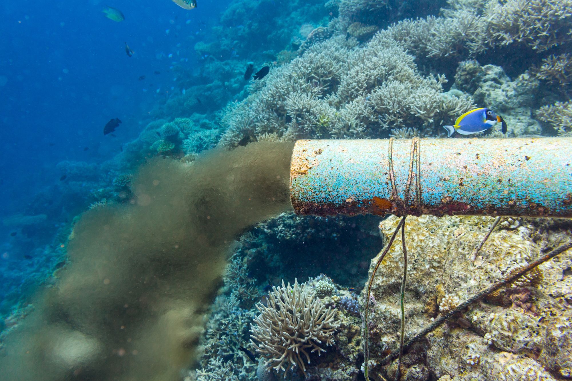 Marine Pollution | National Geographic Society