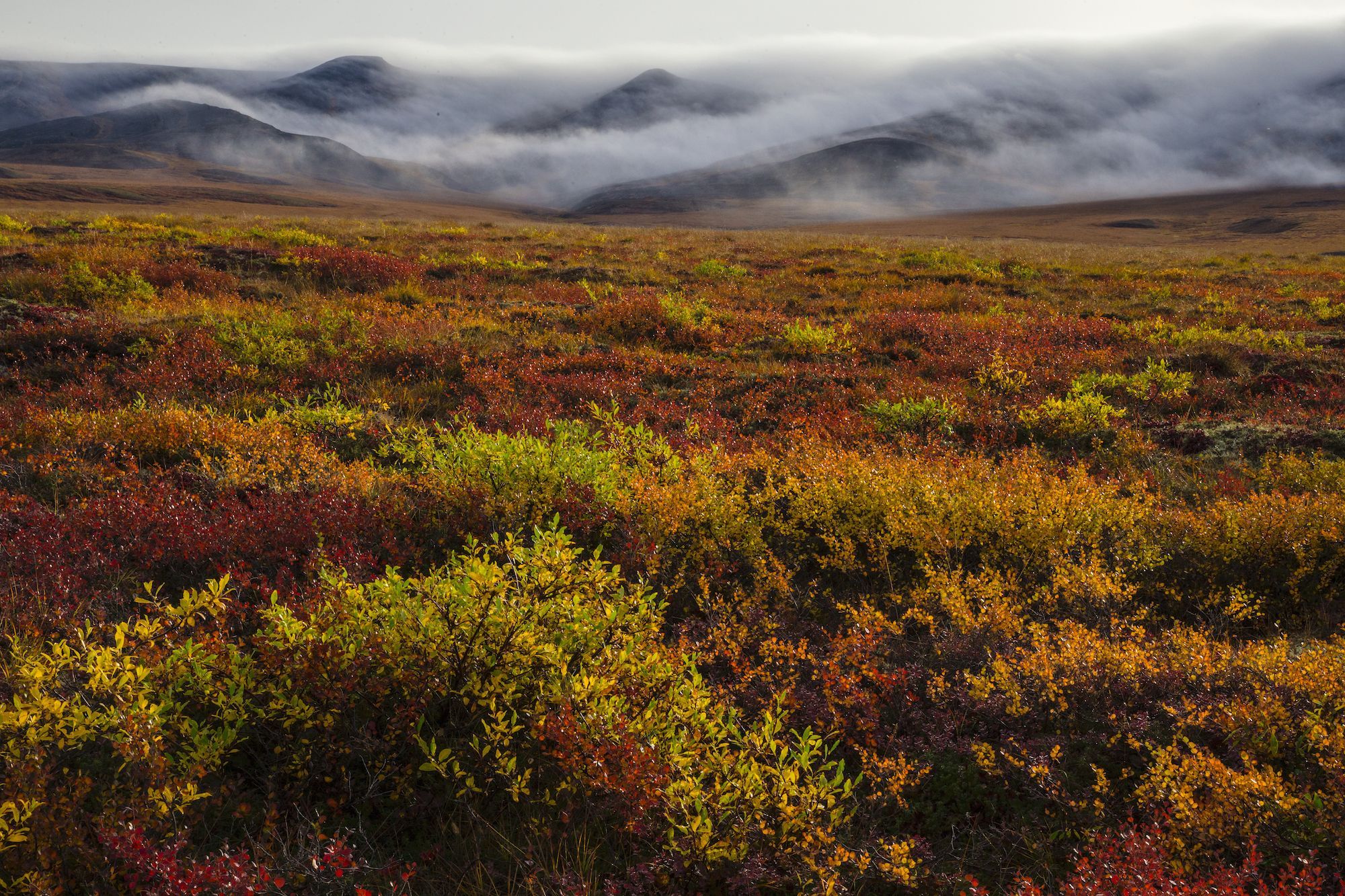 What Plants Live In The Tundra Ecosystem