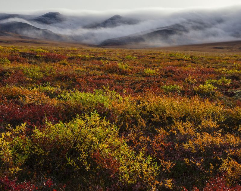 Tundra Biome | National Geographic Society