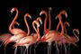 A group of American flamingos, Phoenicopterus ruber, at Lincoln Children's Zoo.