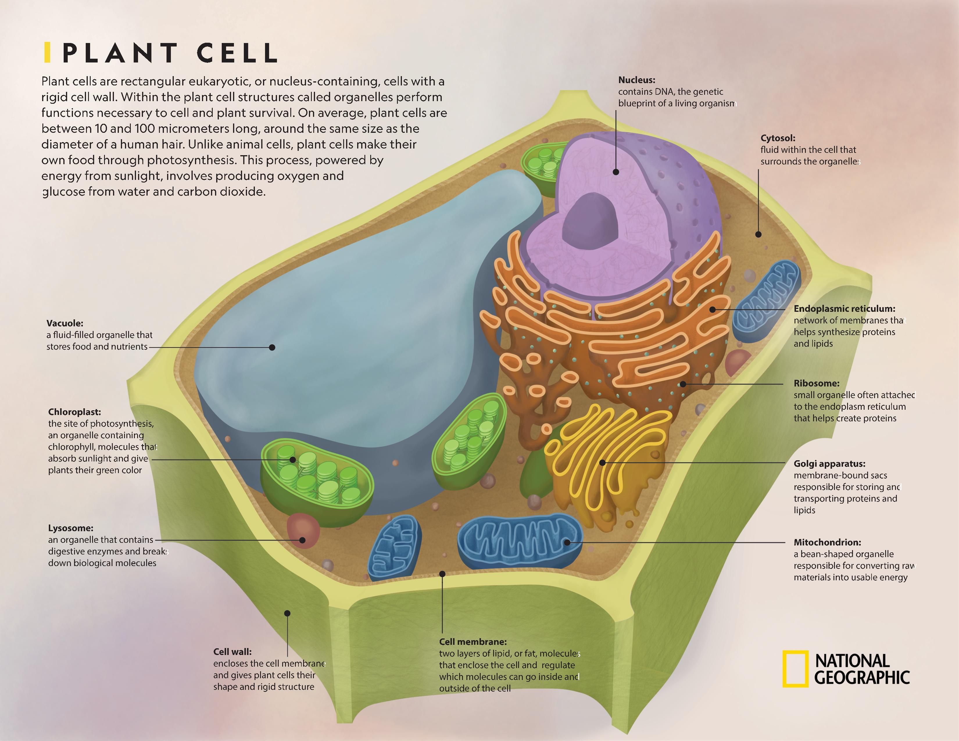 Comparing Plant And Animal Cells National Geographic Society
