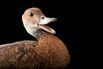 Picture of West Indian whistling-duck at the Miller Park Zoo (1561710)