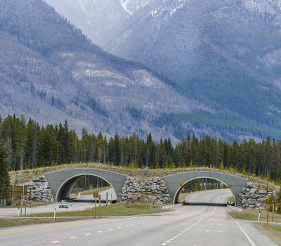 Wildlife overpasses, tunnels, or bridges help animals cross the road safely. This protects them and the people in the vehicles.