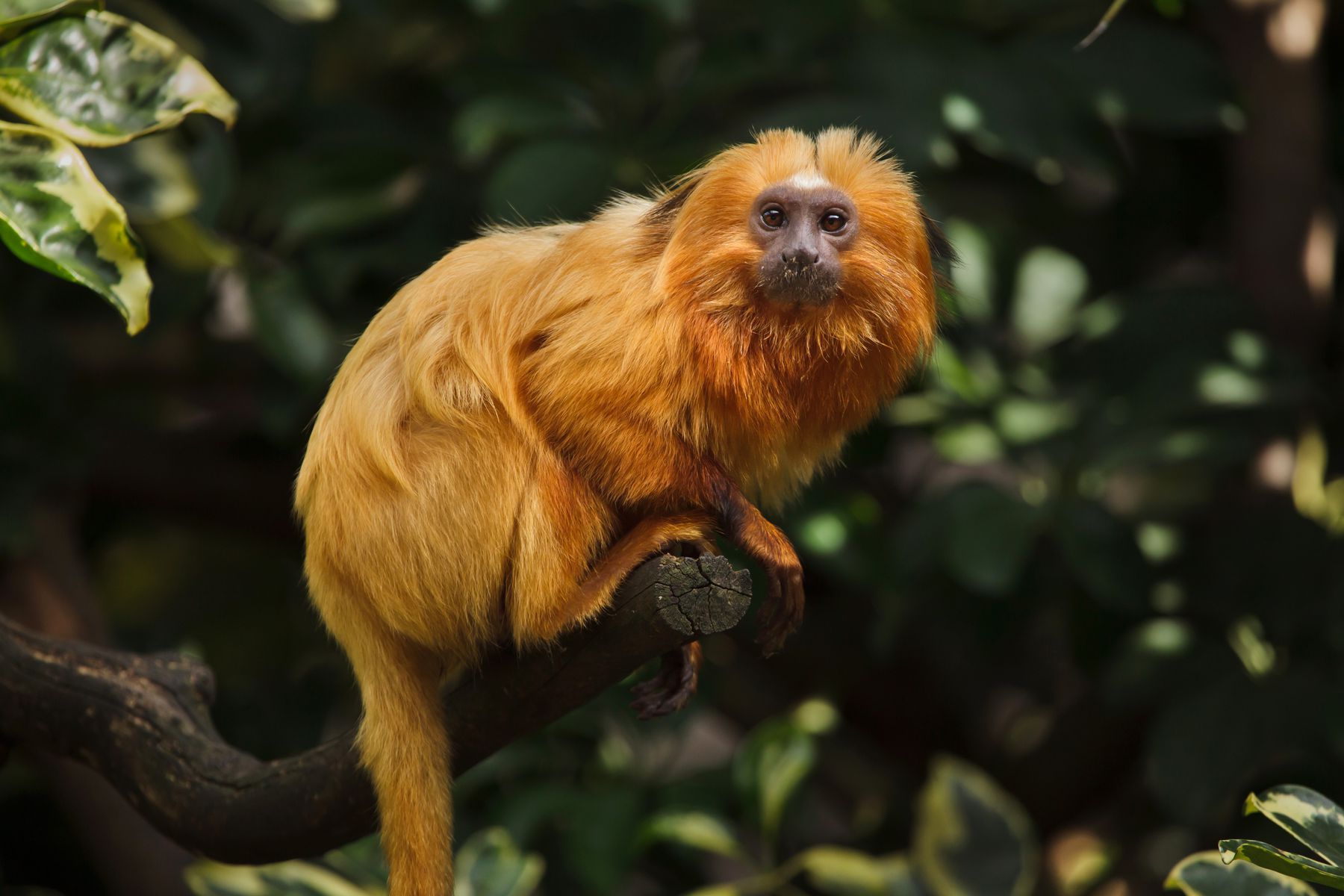 into the amazon national geographic