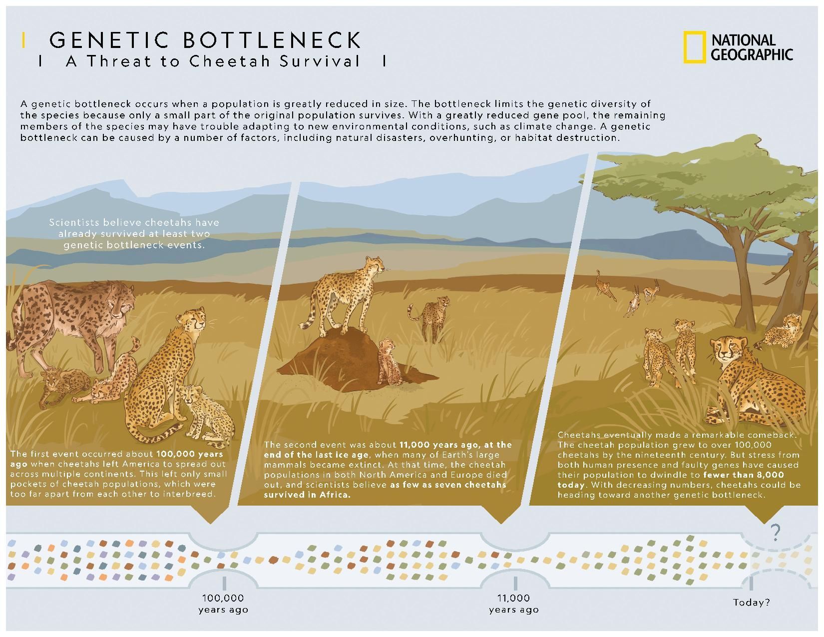 Genetic Bottleneck National Geographic Society