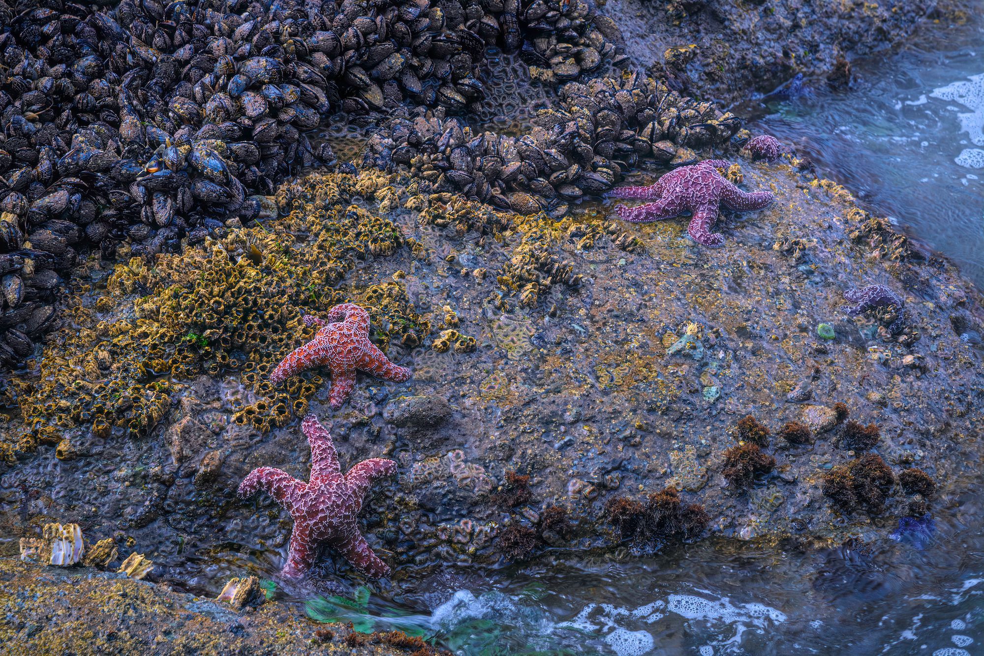 Intertidal Zone National Geographic Society