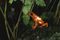 Close-up of a bright orange flaming poison dart frog (Dendrobates pumilio).