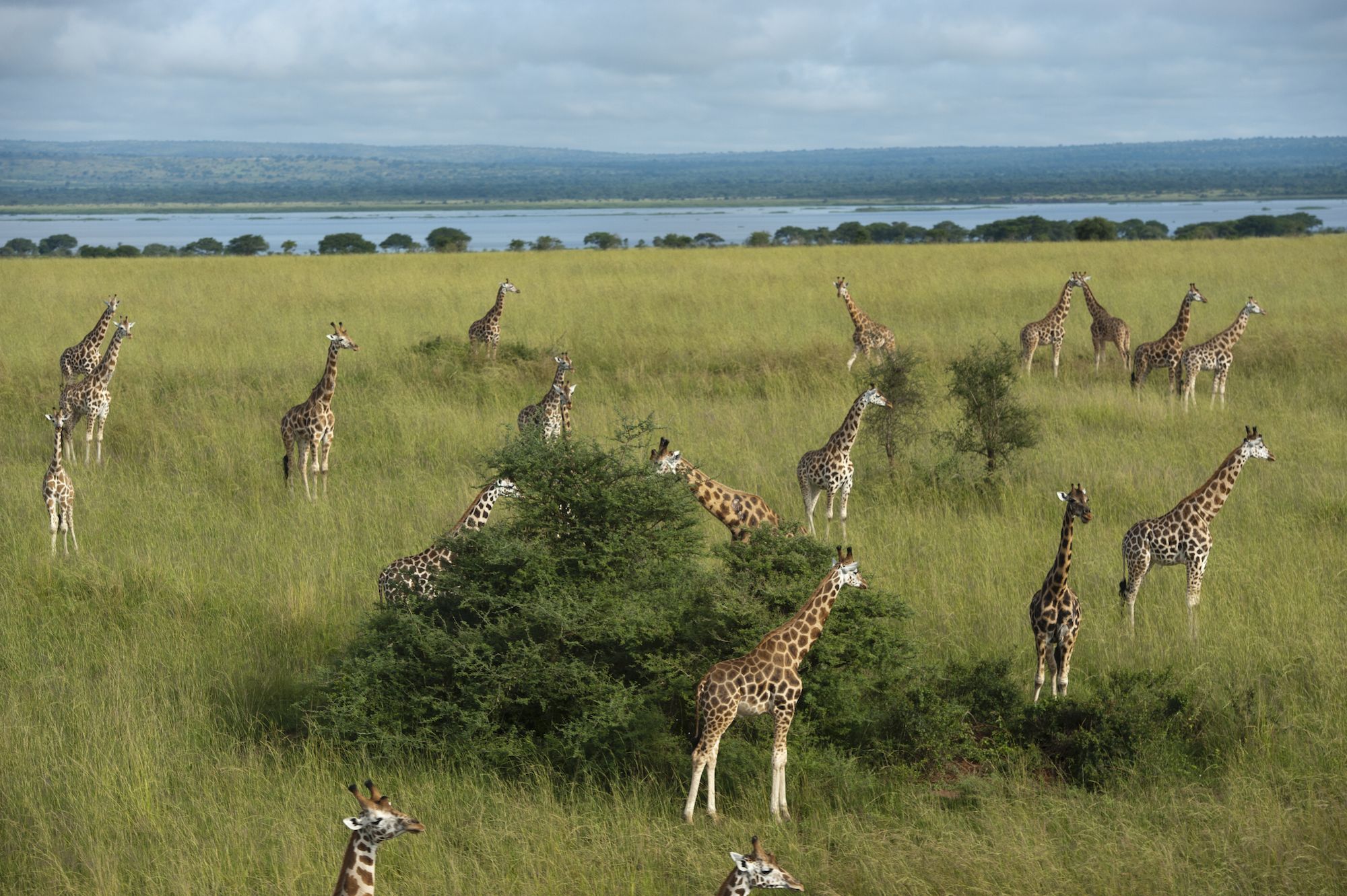 what lives in a grassland biome