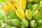 Close up of a bunch of raw bananas in an orchard.