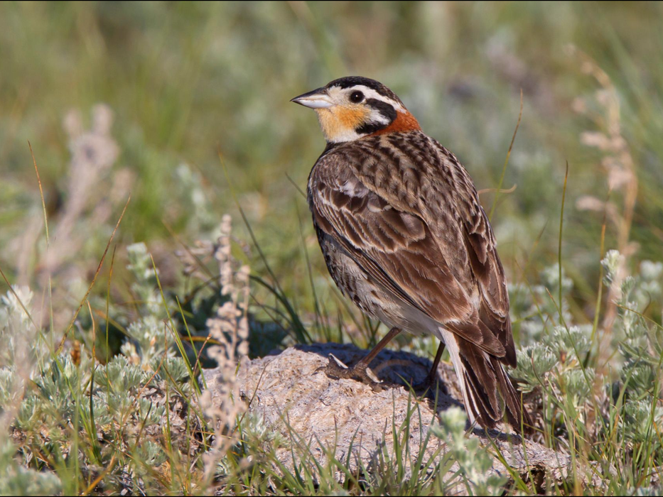 Year Of The Bird National Geographic Society
