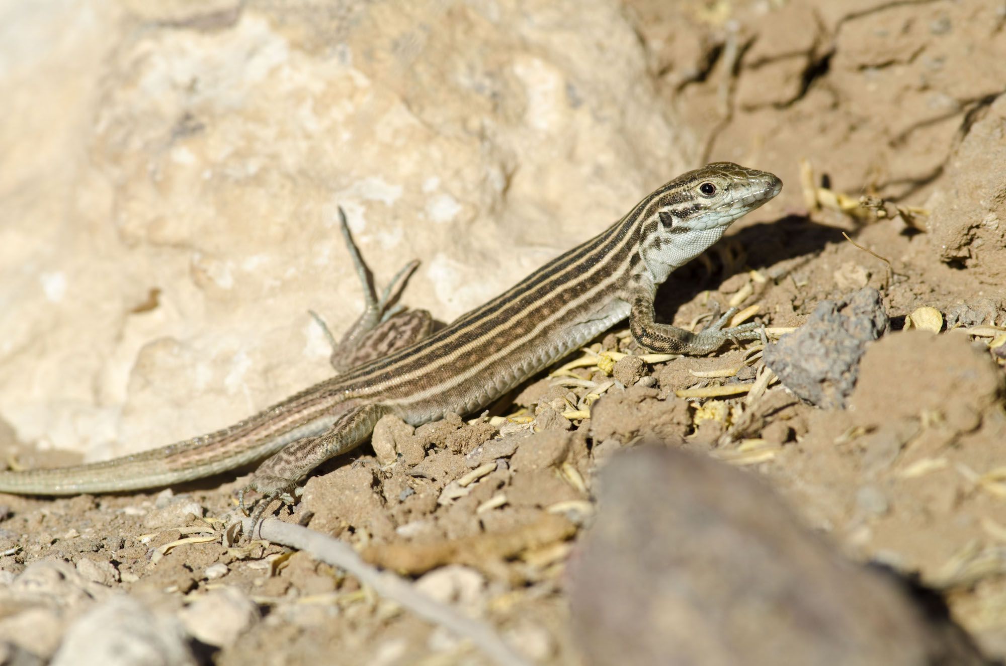 How Does A Whiptail Lizard Reproduce