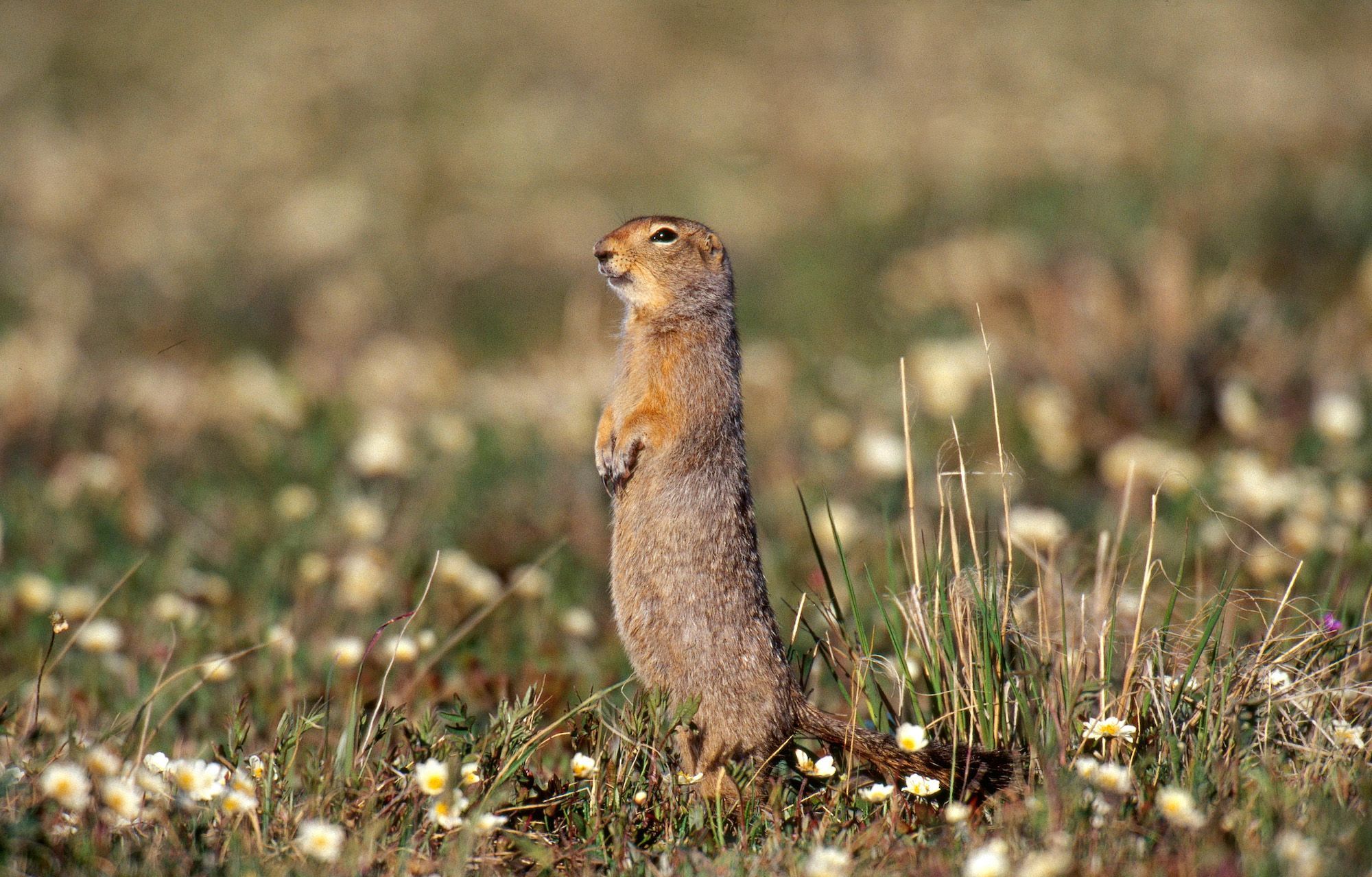 3 animals that hibernate in winter