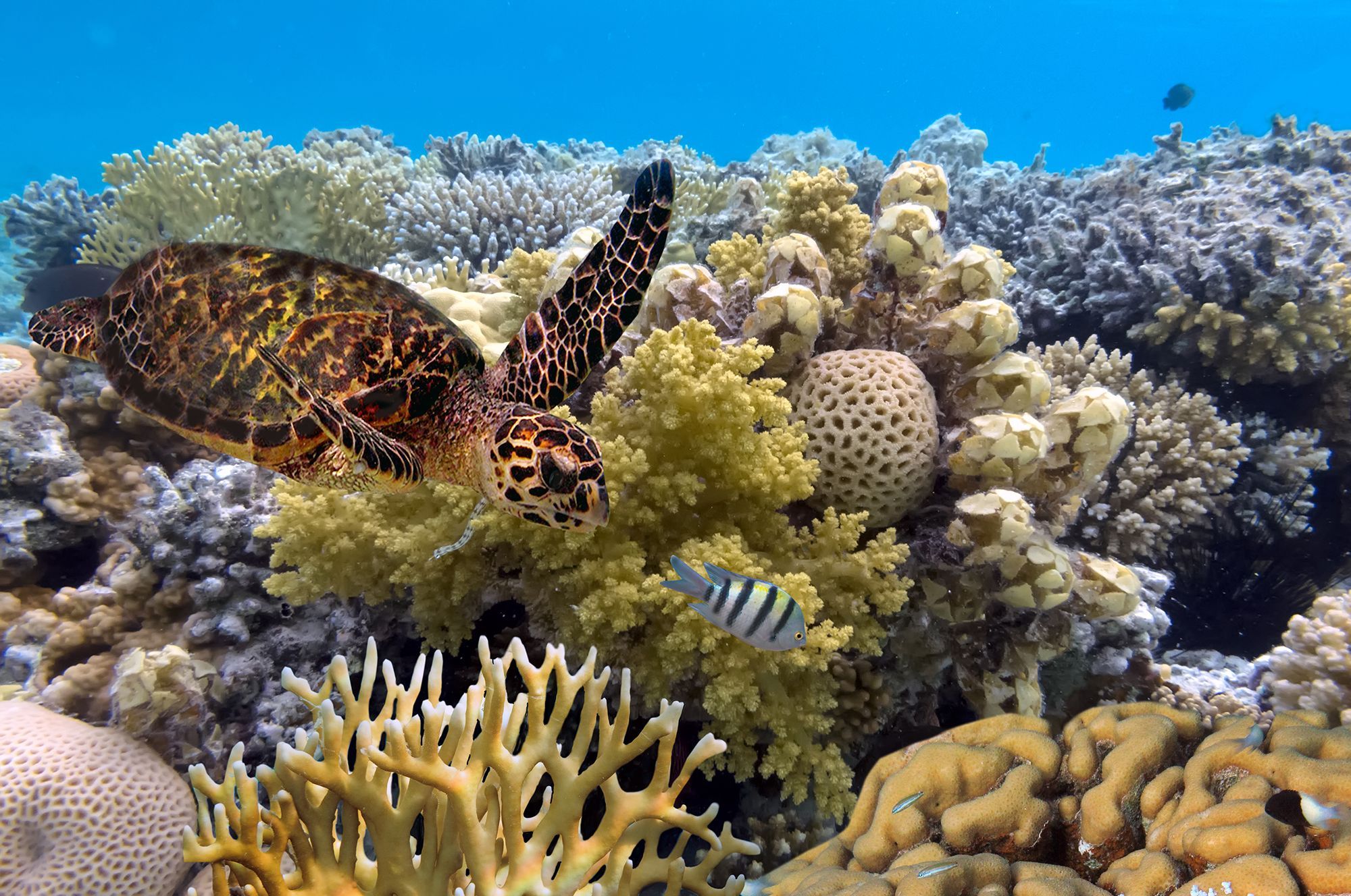 australia queensland reef earthview with google images