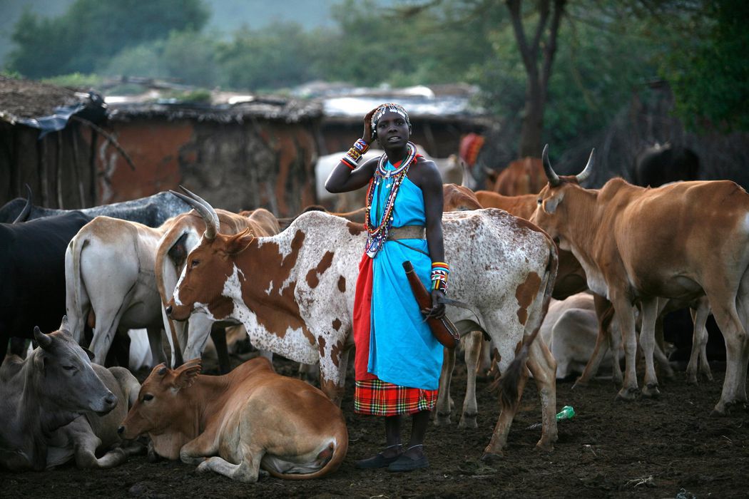 female human cows