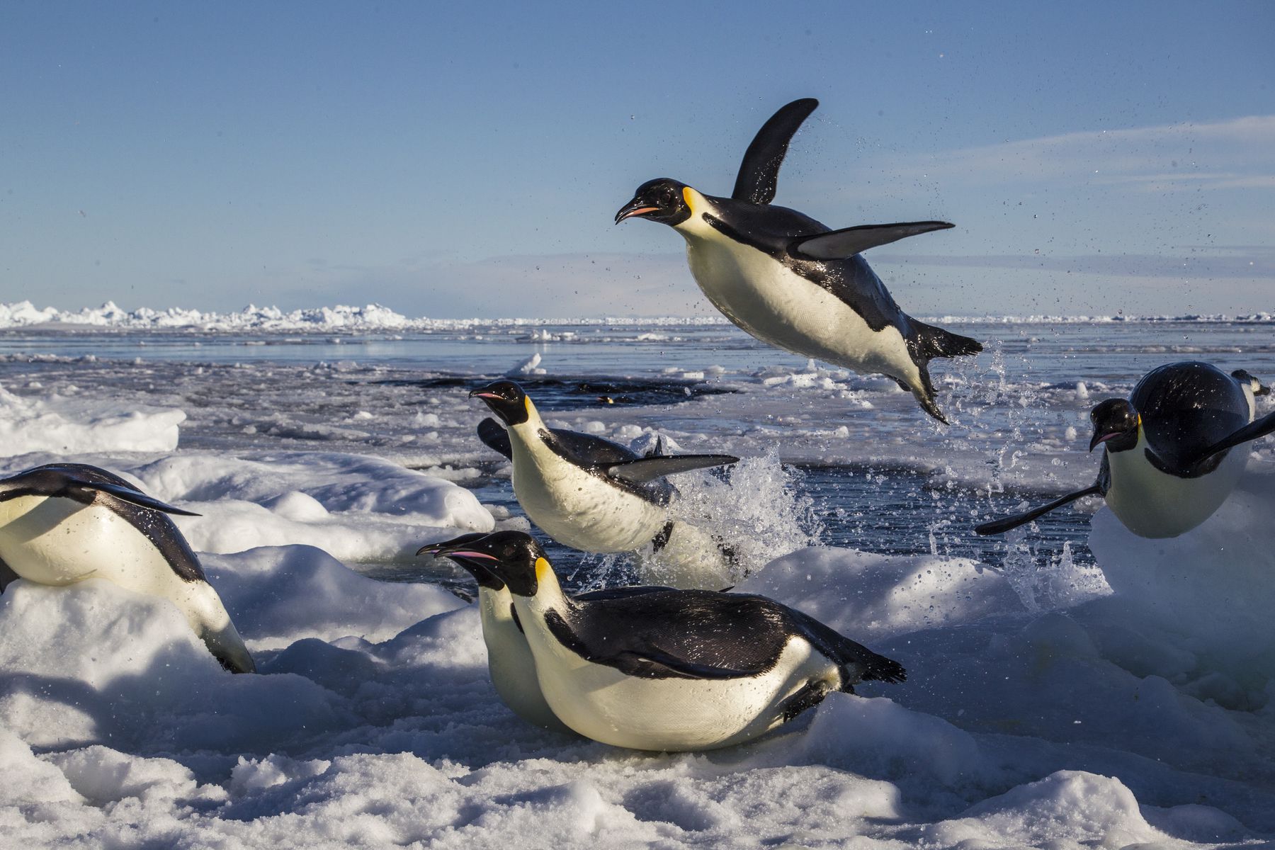 2020 Virtual Summer Antarctica National Geographic Society