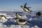 Emperor penguins (Aptenodytes forsteri) launch themselves onto the edge of an ice floe.