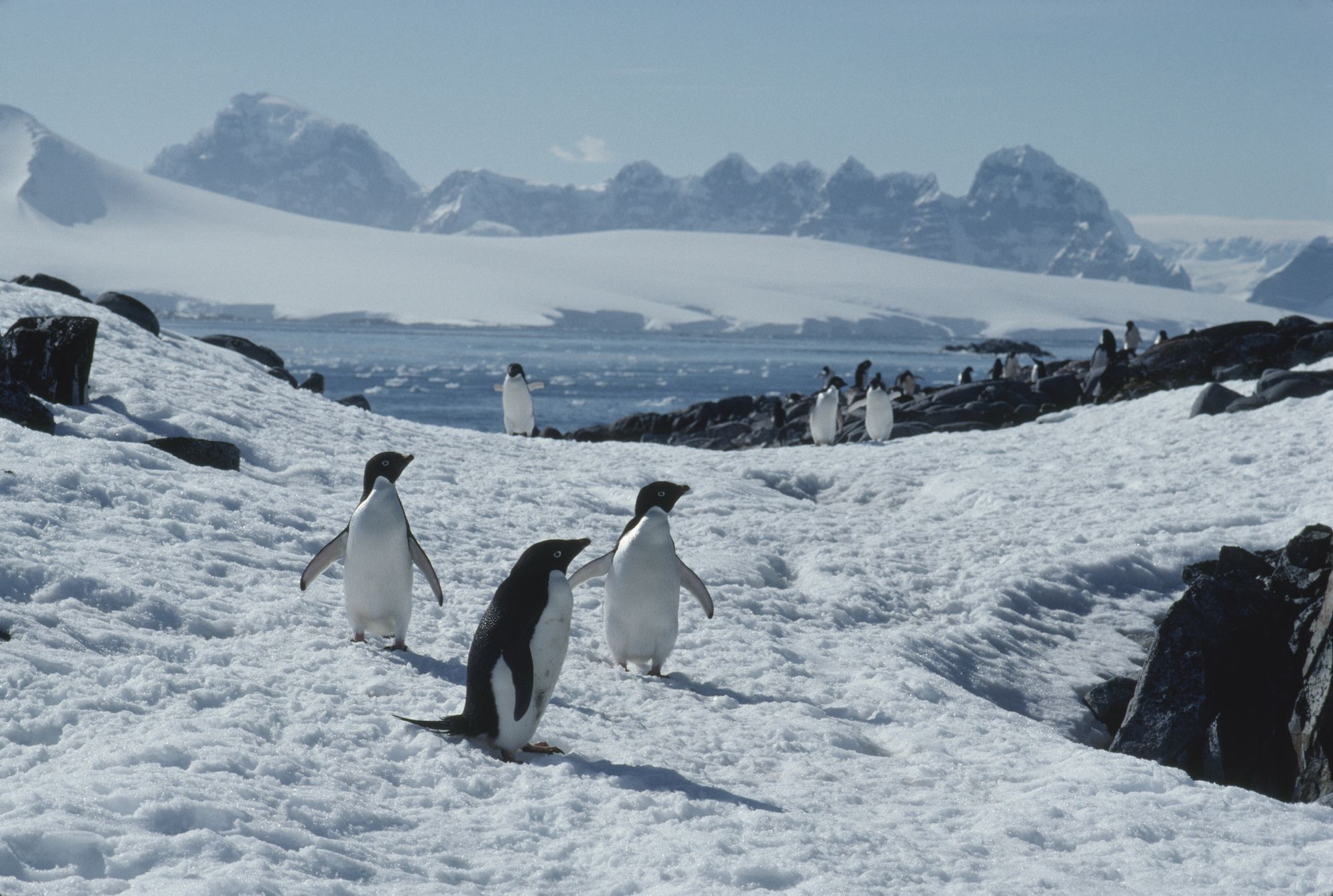 antarctica news explorer antarctica news explorer