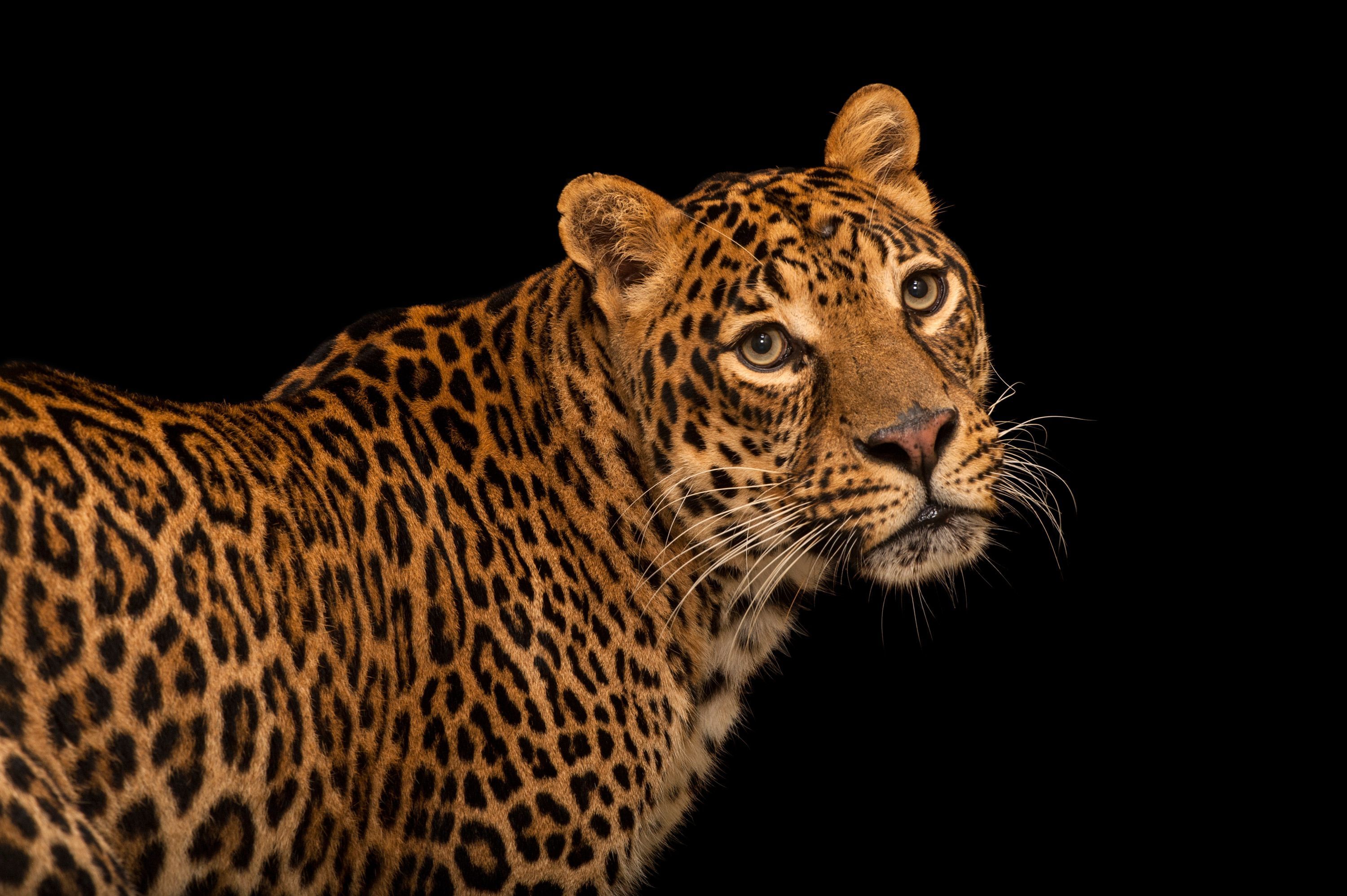 leopard videos national geographic