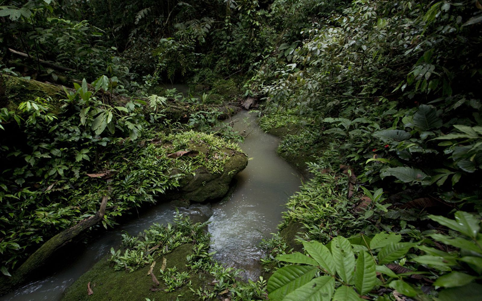 Amazonia: The Human Impact | National Geographic Society