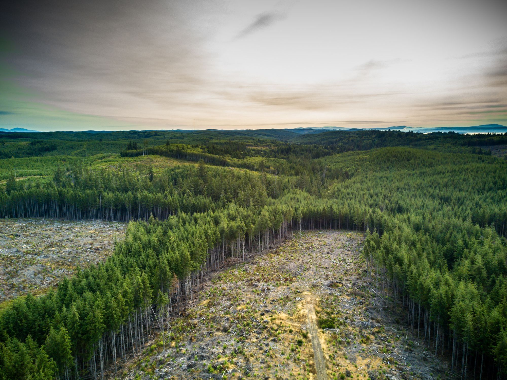 distribution-of-forests-national-geographic-society