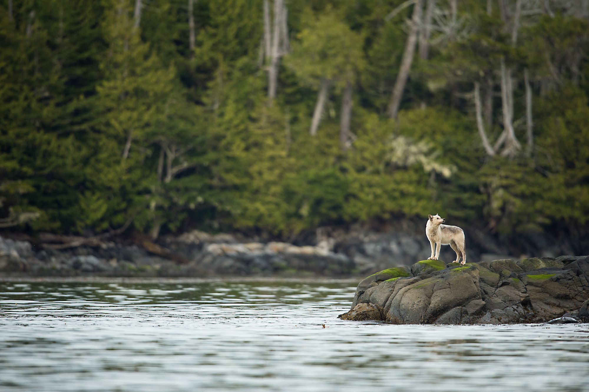 trophic cascade wolves