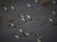 birds of the Okavango Delta