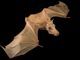 Picture of Gambian epauletted fruit bat at Plzen Zoo, Czech Republic