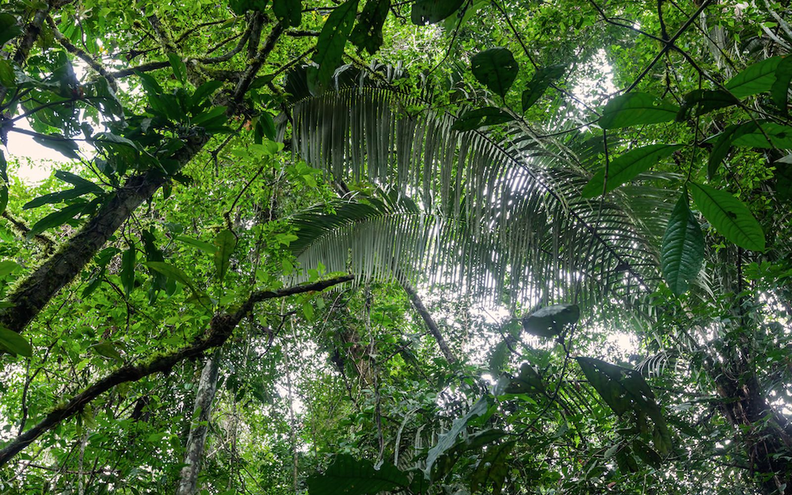 Amazonia: The Human Impact | National Geographic Society