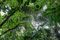 The proposed Pucallpa-Cruzeiro do Sul road could lead to further deforestation, an increase in the illegal logging of mahogany trees, and displacement of local indigenous communities.