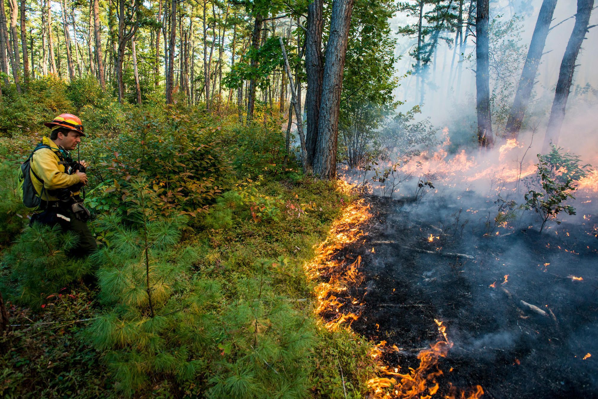 Controlled Burning | National Geographic Society