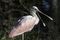 A roseate spoonbill with its mouth open