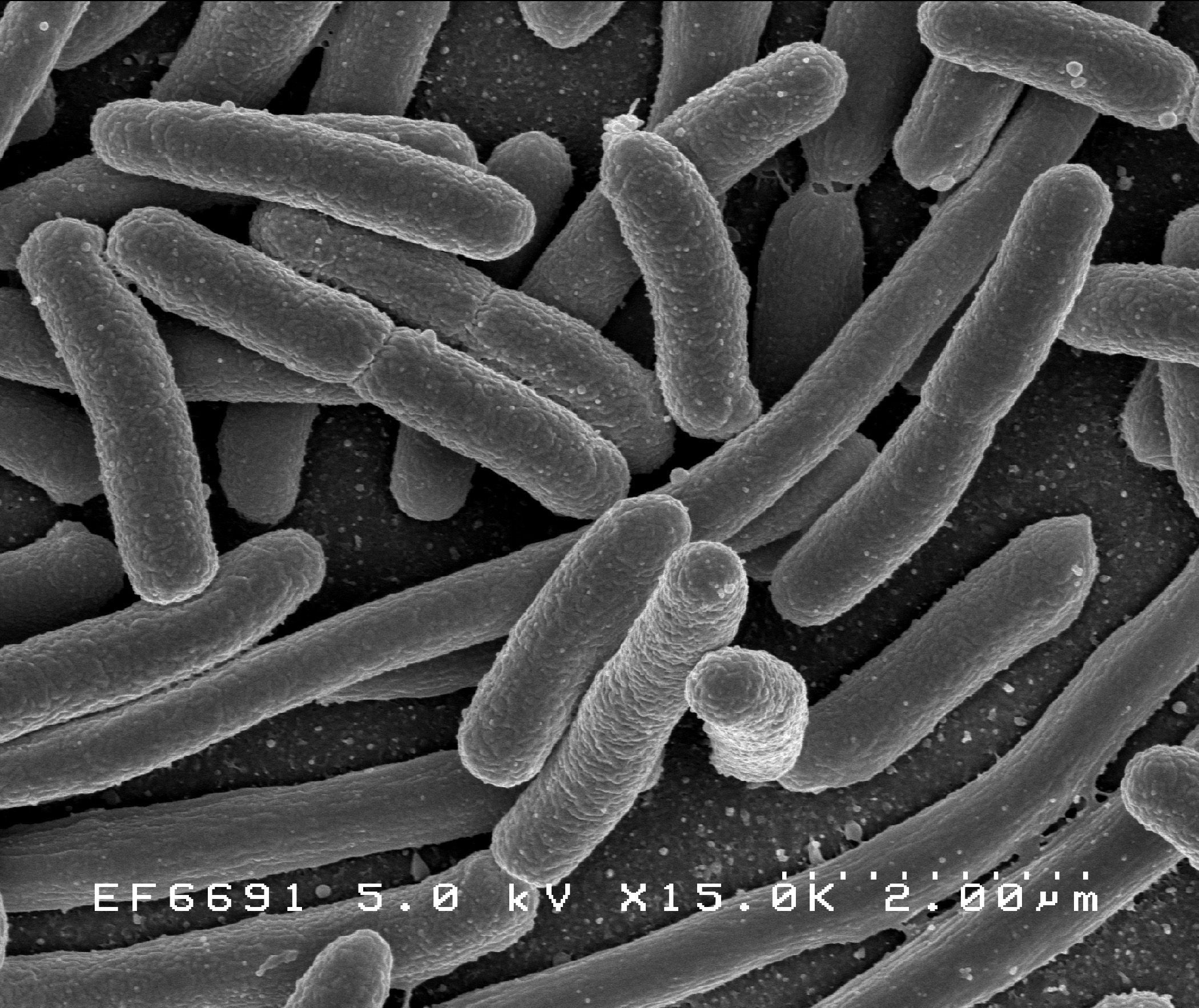 Coli E. coli