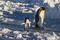 An adélie penguin (Pygoscelis adeliae) and an emperor penguin (Aptenodytes forsteri) walk together over the frozen Ross Sea of Antarctica.