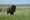 Picture of a bison in Badlands National Park