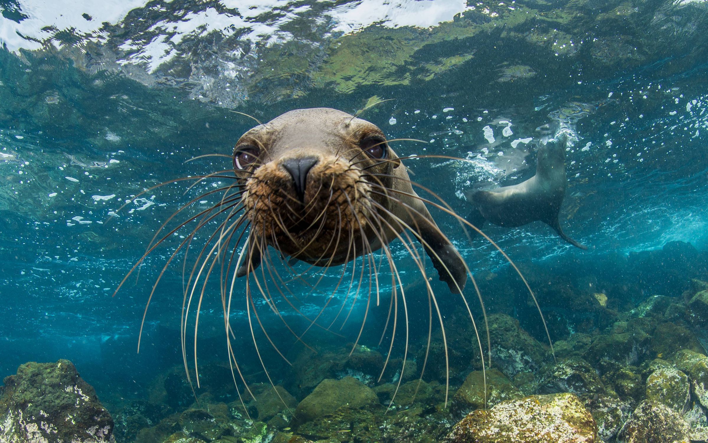 Encounter: Ocean Odyssey | National Geographic Society