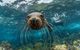 Seal investigates a camera
