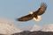 Bald Eagle flying over snow covered mountains