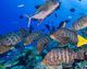 Clipperton Atoll