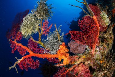New Caledonia