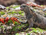 Galápagos Islands