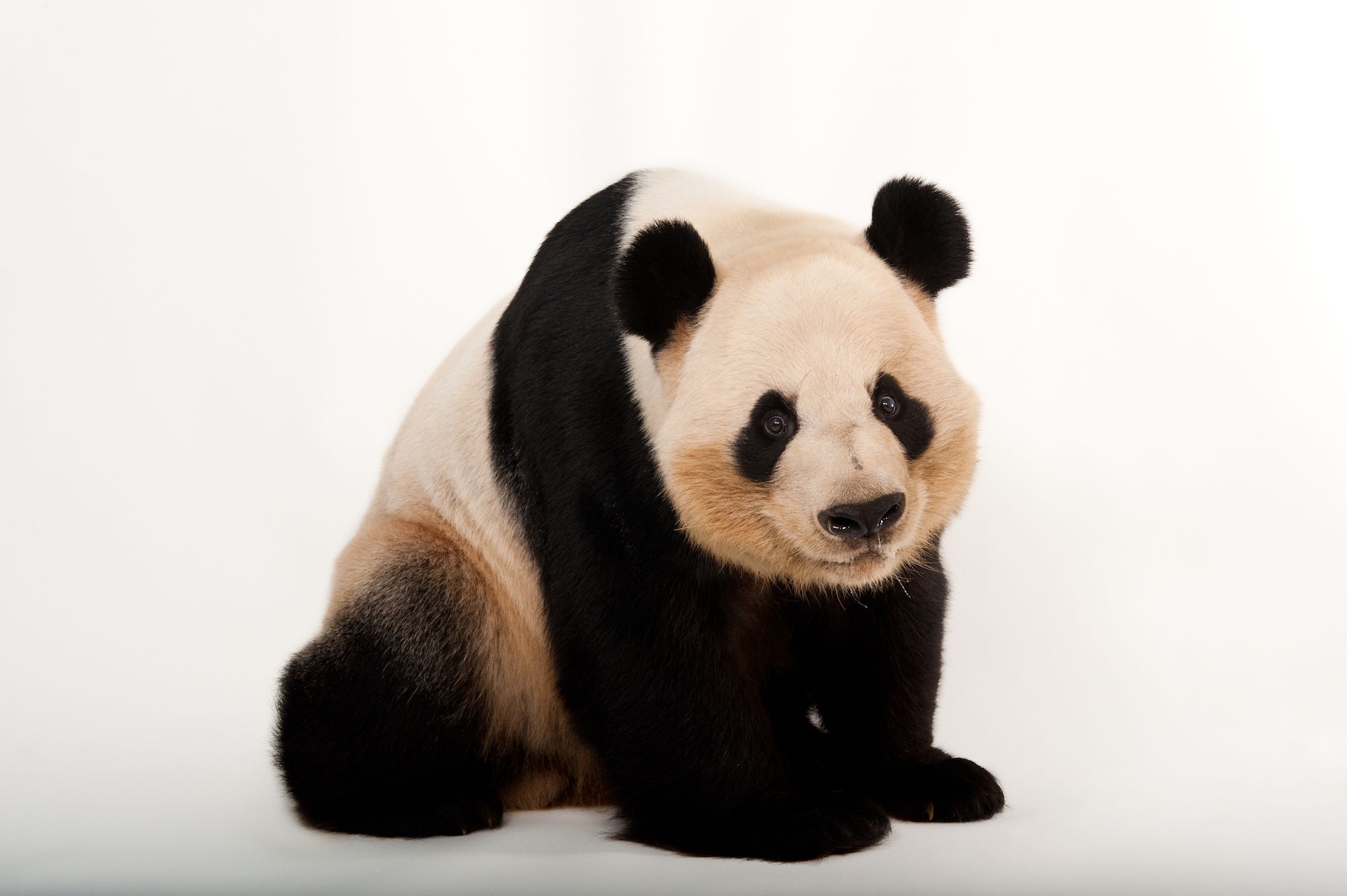 Панда фото на белом фоне