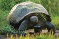 Galápagos Giant Tortoise, Geochelone nigra, Urbina Bay, Isabela Island, Galapagos Islands, Ecuador