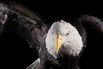 Picture of bald eagle at Raptor Recovery (1346481)