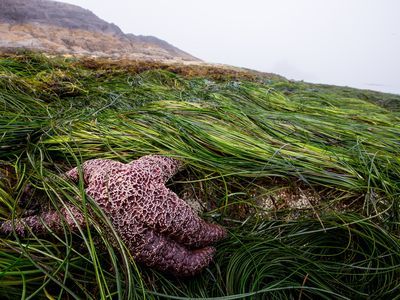 A purple starfish clings to a patch of sea grass at low tide.