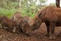 Picture of rhino and wild pigs