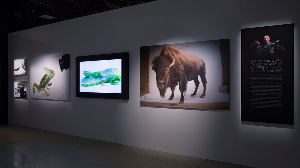Exhibitions | Photo Ark | National Geographic Society
