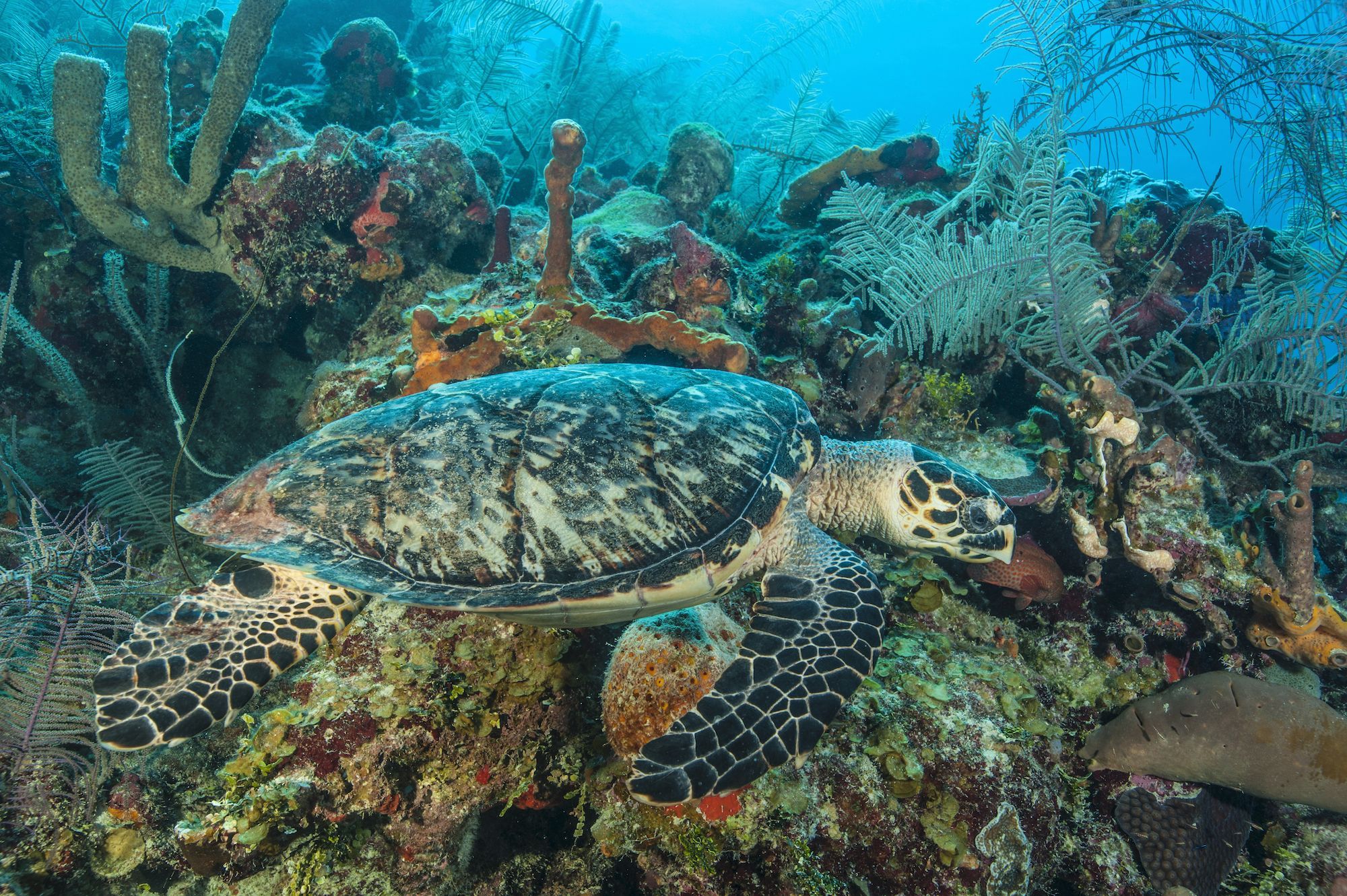 Aquatic Biome | National Geographic Society