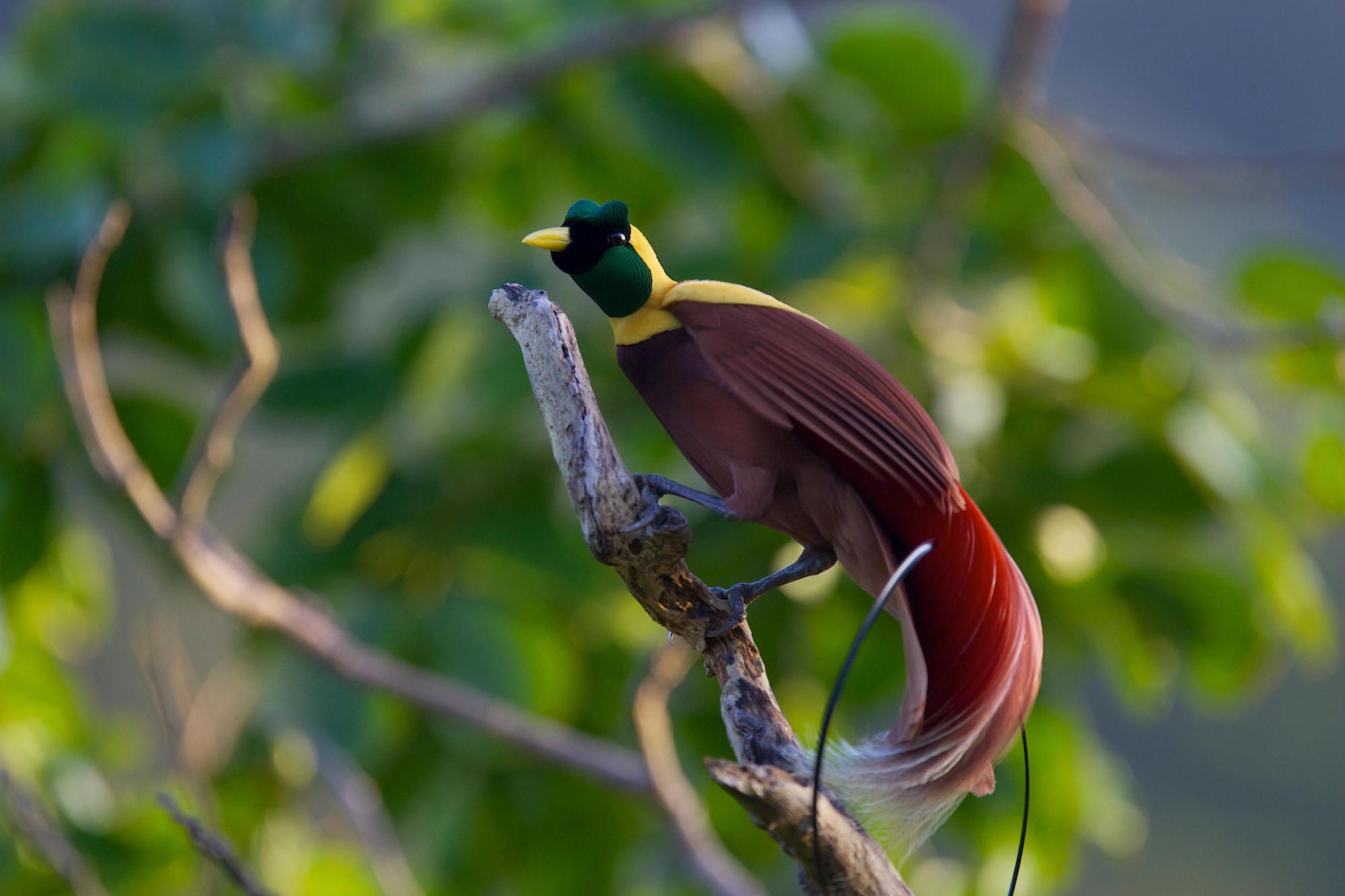 Birds Of Paradise Beauty Kings National Geographic Society