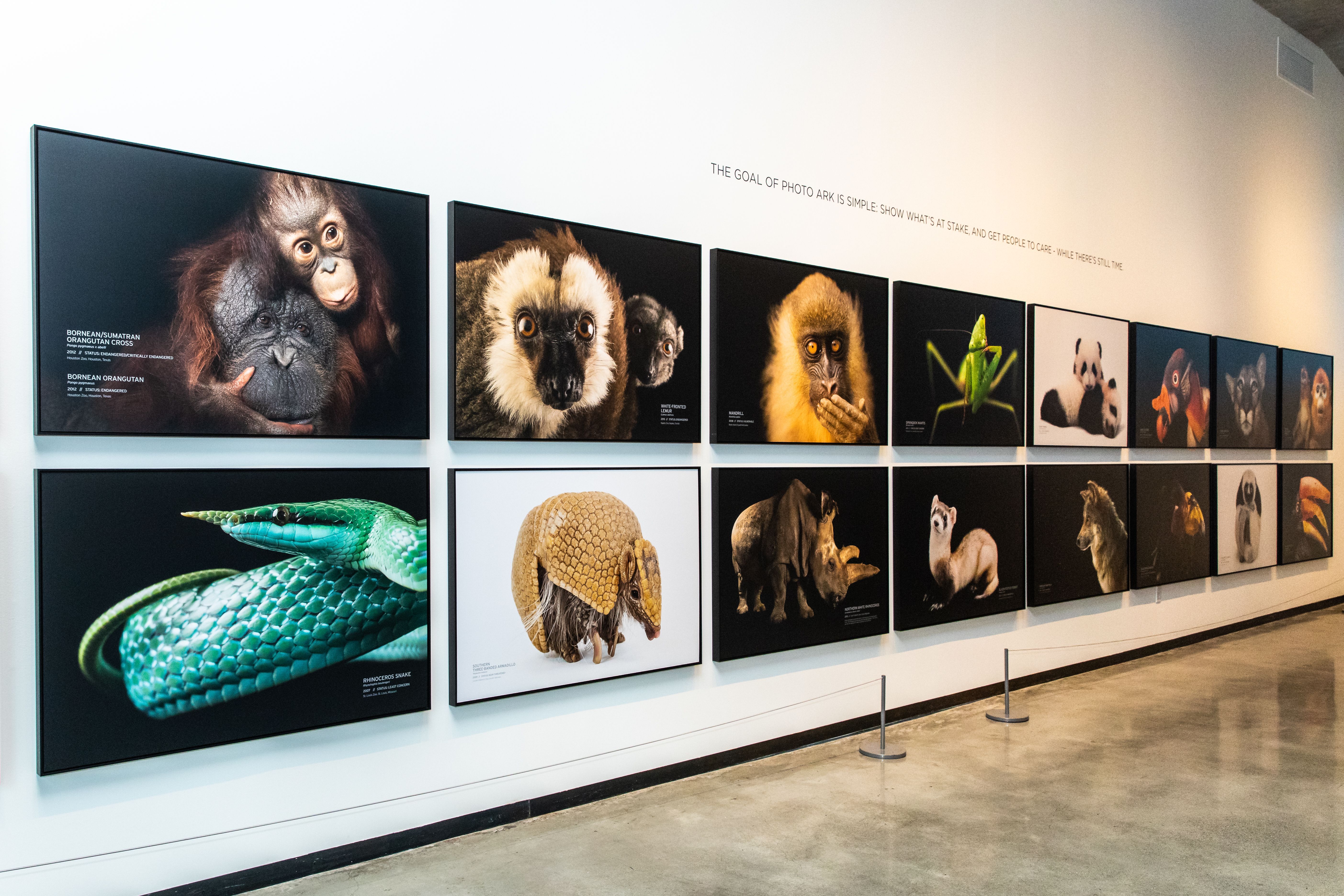 Exhibitions | Photo Ark | National Geographic Society