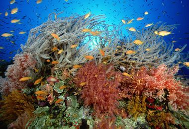 Coral Reefs: Ecosystems Full of Life | National Geographic Society